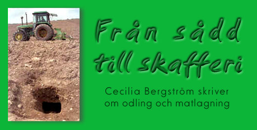 Från sådd till skafferi - Cecilia Bergström skriver om odling och matlagning