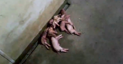 Walmart Pork Supplier Caught Abusing Pigs 